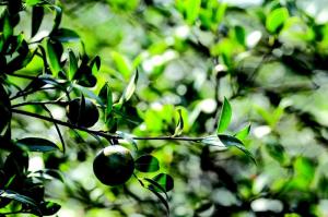 茶農(nóng)告訴你油茶如何施復(fù)合肥！油茶復(fù)合肥施肥技術(shù)在這里！